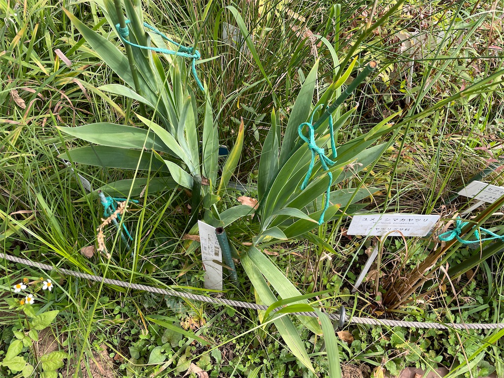 f:id:plant_macky:20201029211417j:image