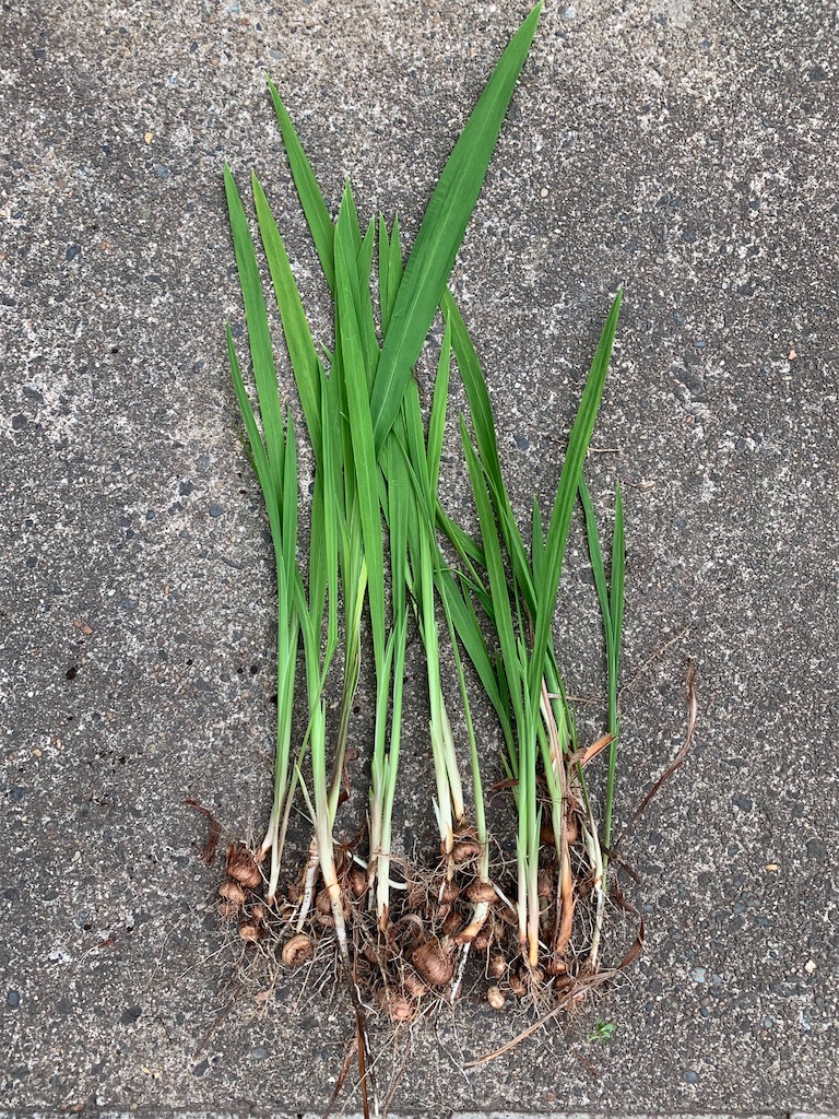 f:id:plant_macky:20201029211827j:image