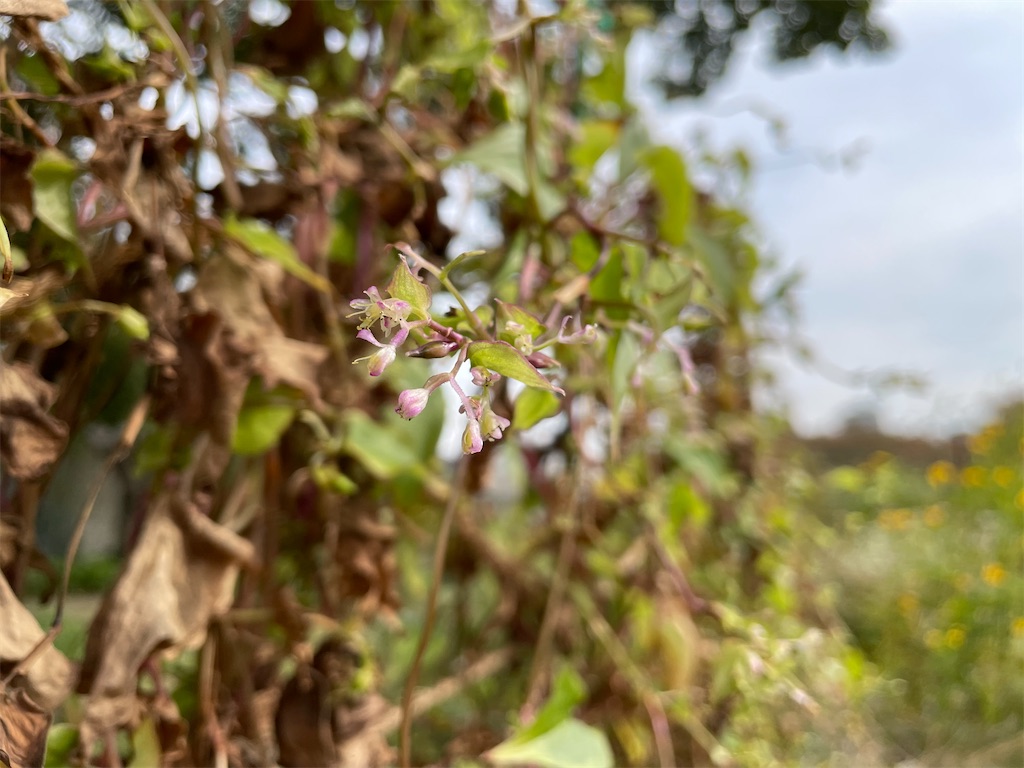 f:id:plant_macky:20201029211931j:image