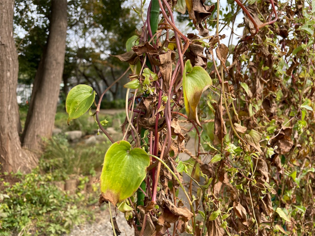 f:id:plant_macky:20201029211936j:image