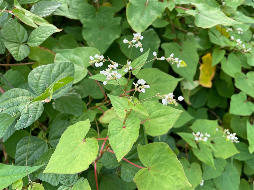 f:id:plant_macky:20201029212041j:image