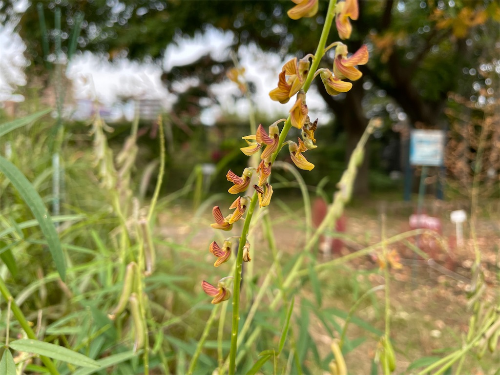 f:id:plant_macky:20201029212208j:image