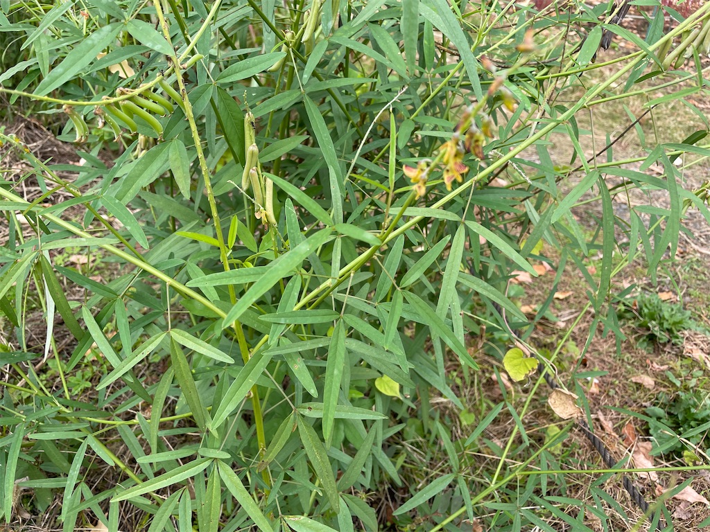 f:id:plant_macky:20201029212214j:image