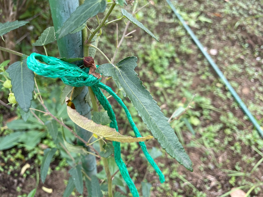 f:id:plant_macky:20201029212432j:image