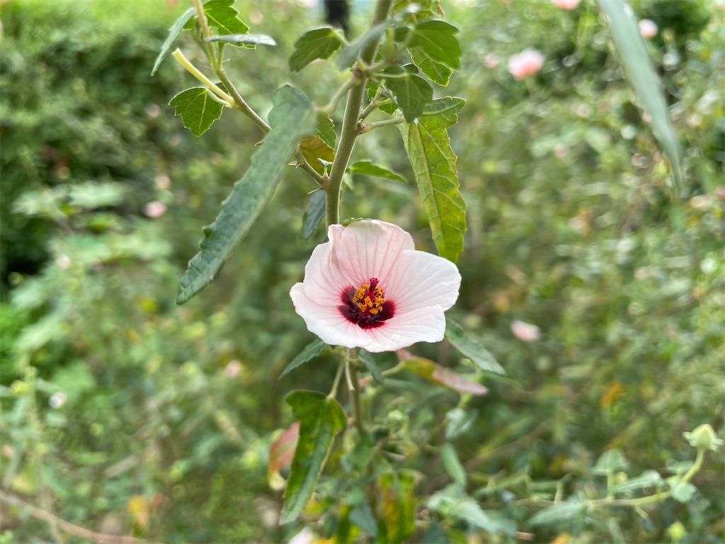 f:id:plant_macky:20201029212438j:image