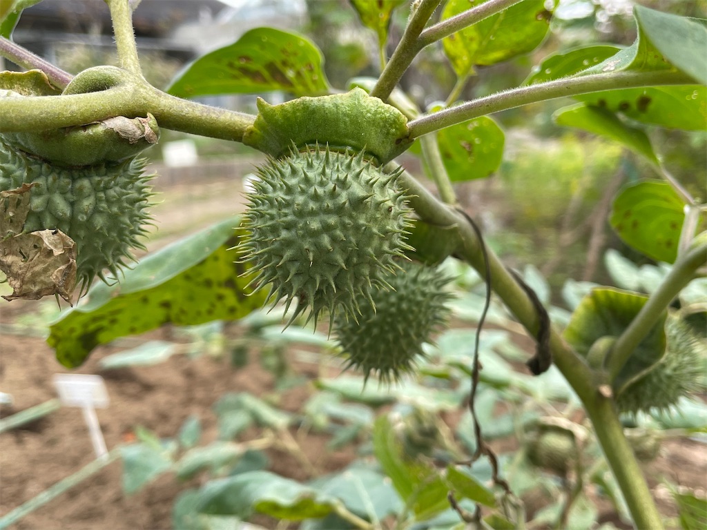 f:id:plant_macky:20201029212558j:image