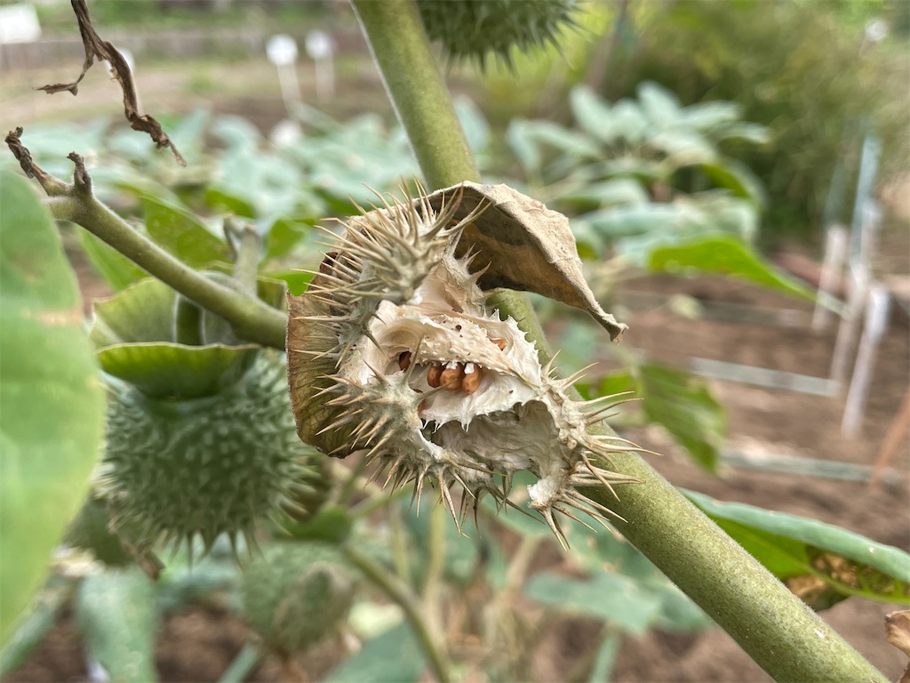 f:id:plant_macky:20201029212603j:image