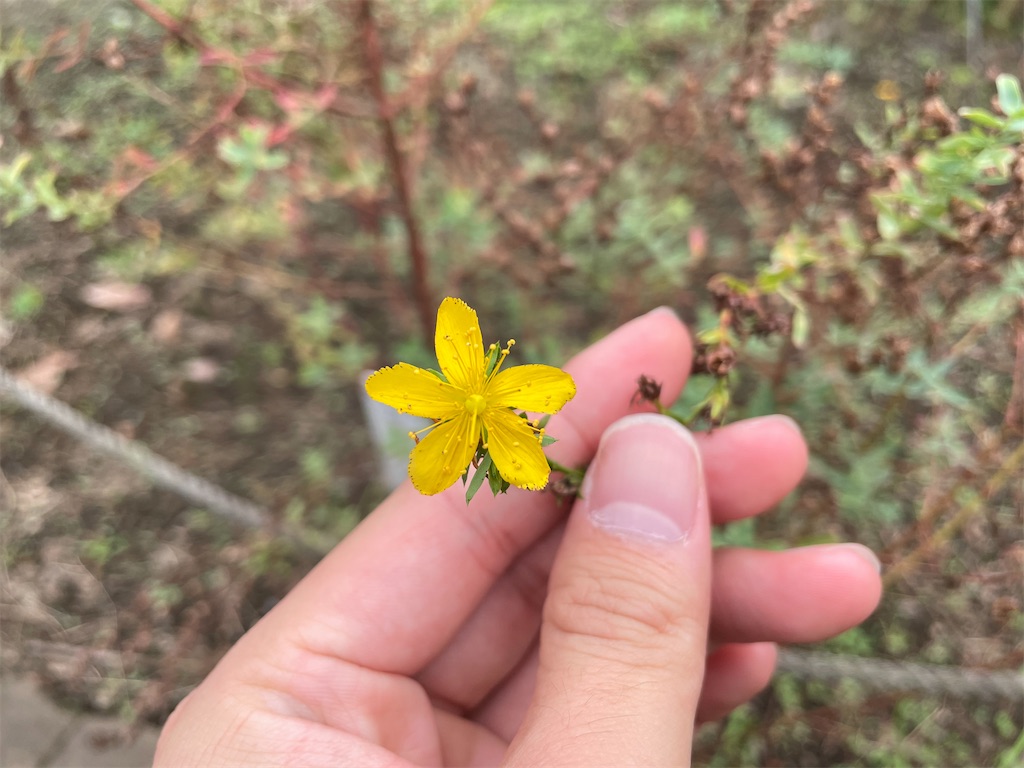 f:id:plant_macky:20201029212754j:image