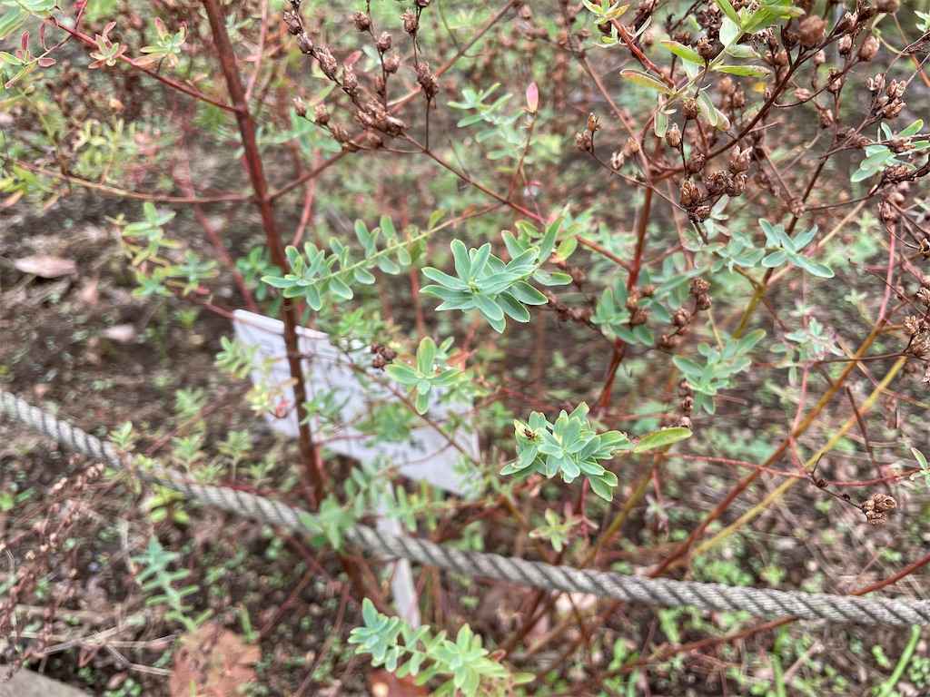 f:id:plant_macky:20201029212800j:image