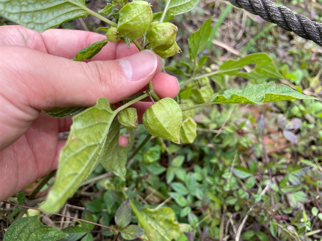 f:id:plant_macky:20201029213208j:image