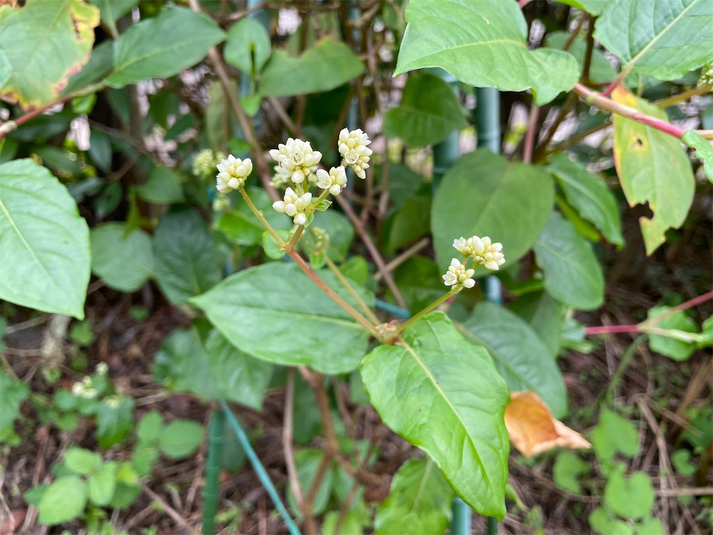 f:id:plant_macky:20201029213418j:image