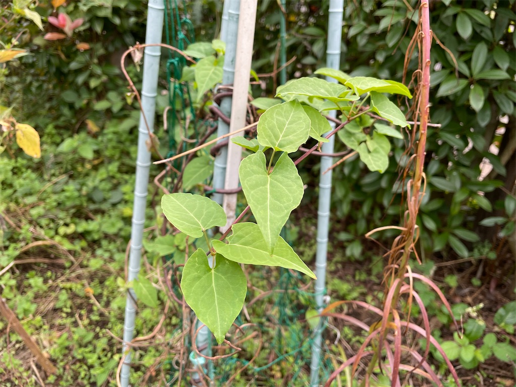 f:id:plant_macky:20201029213450j:image