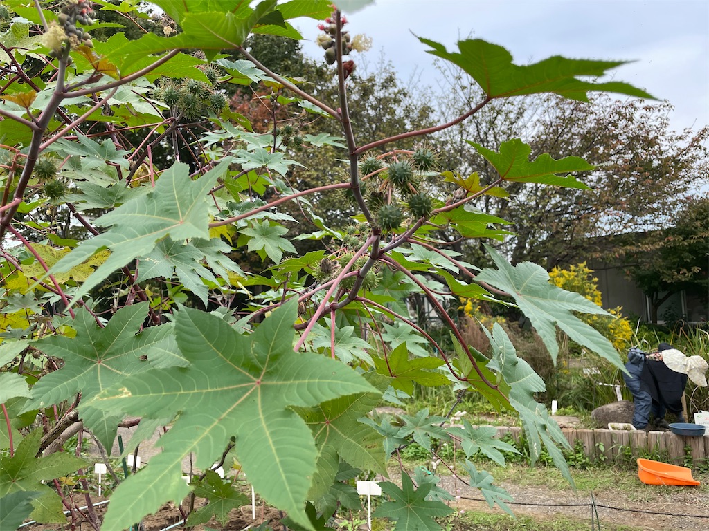 f:id:plant_macky:20201029213654j:image