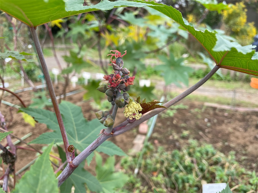 f:id:plant_macky:20201029213659j:image