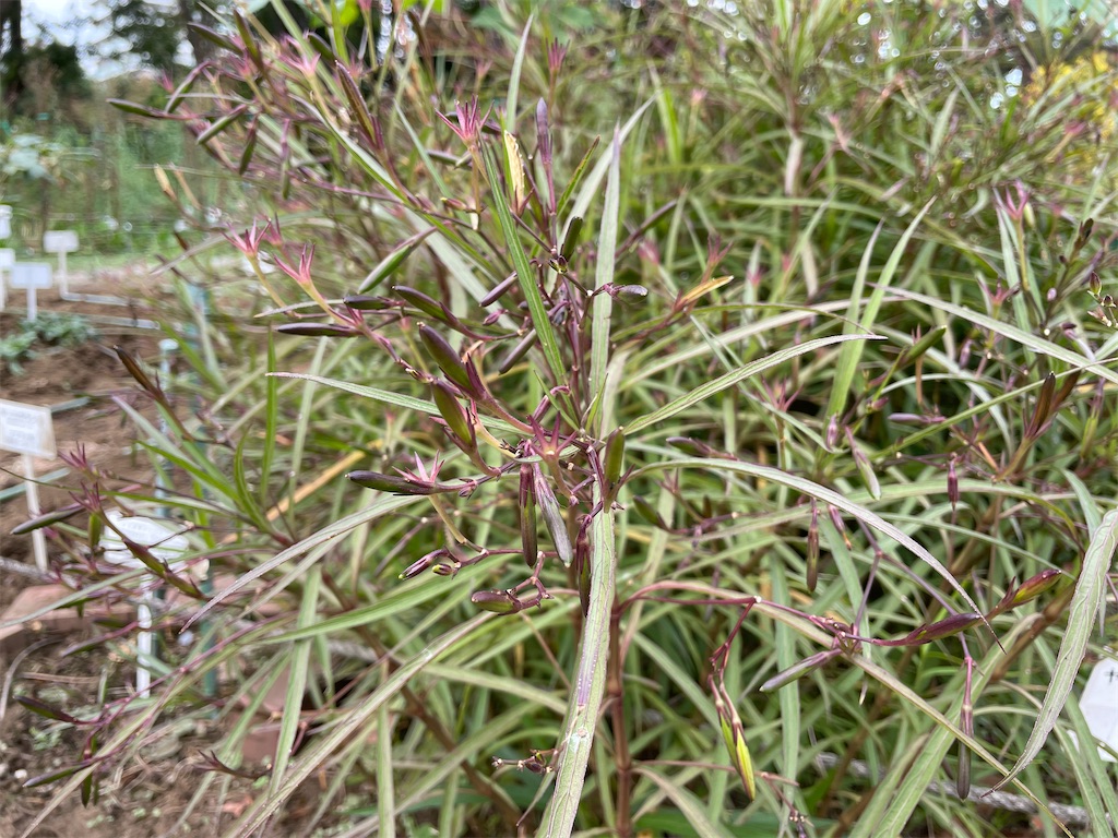 f:id:plant_macky:20201029213832j:image