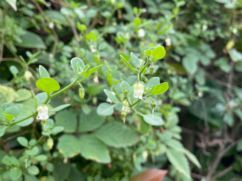 f:id:plant_macky:20201029213957j:image