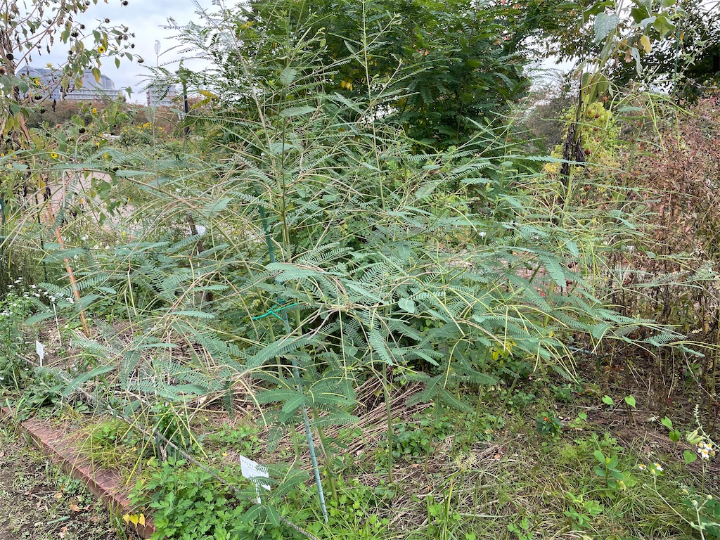 f:id:plant_macky:20201029214109j:image