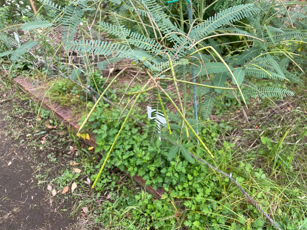 f:id:plant_macky:20201029214114j:image