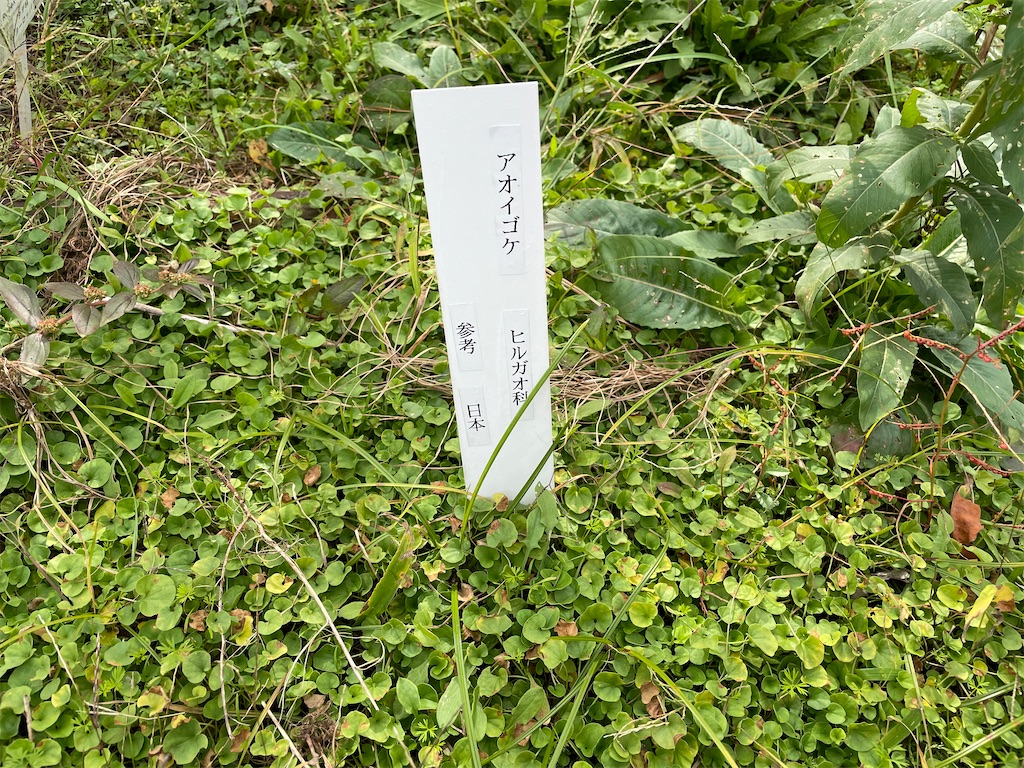 f:id:plant_macky:20201029214515j:image