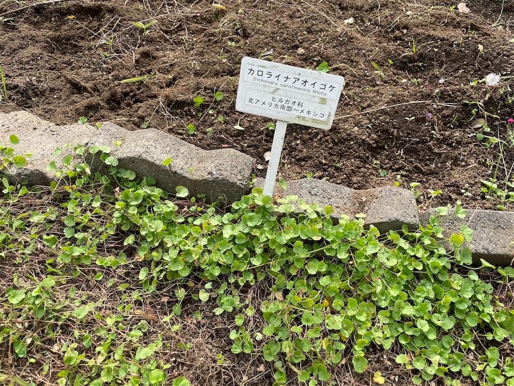 f:id:plant_macky:20201029214533j:image