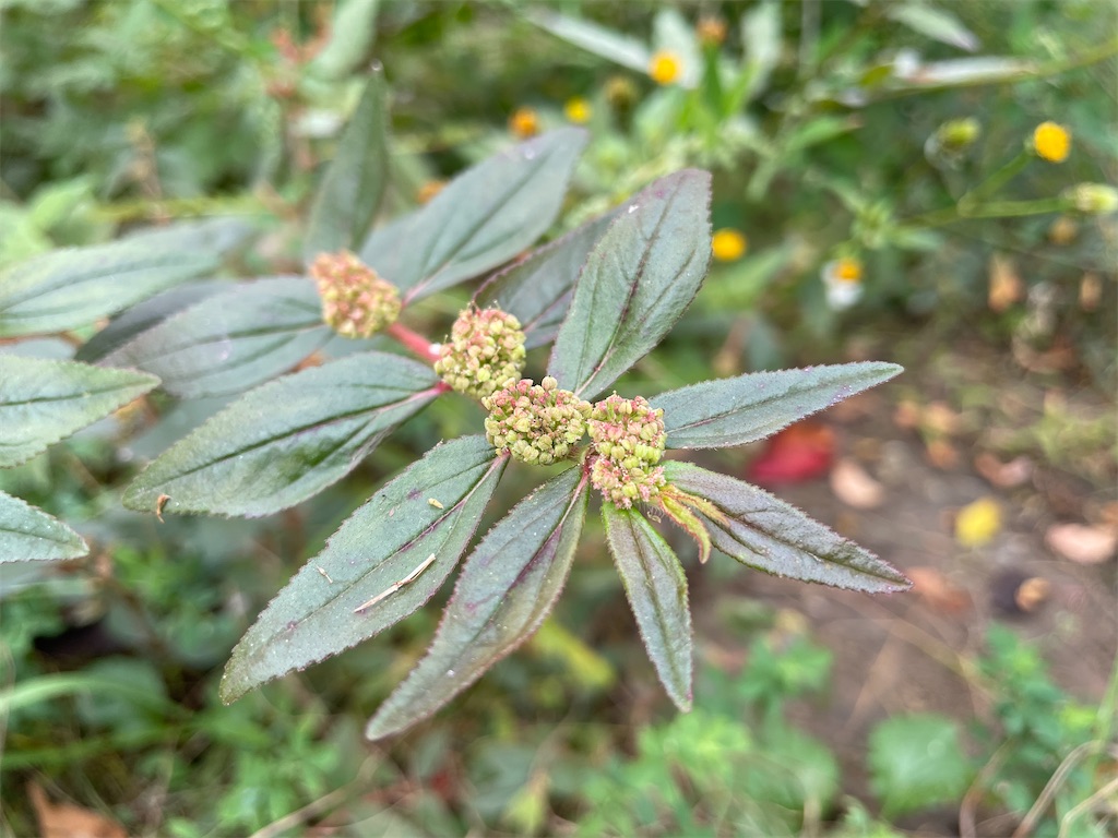 f:id:plant_macky:20201029214823j:image