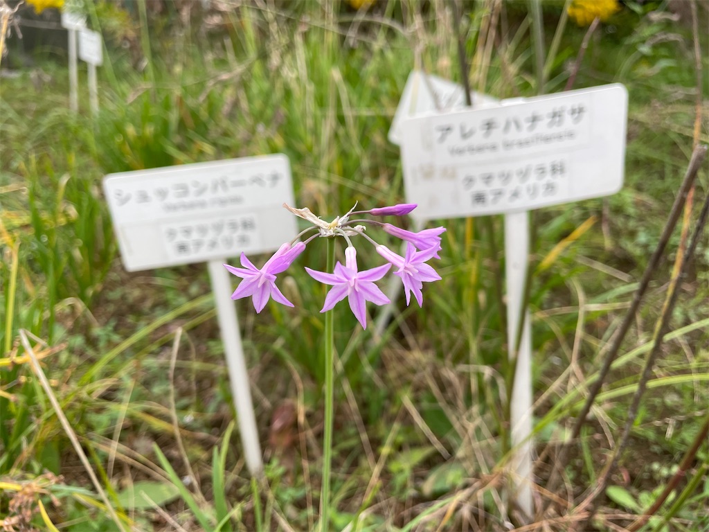 f:id:plant_macky:20201029215125j:image