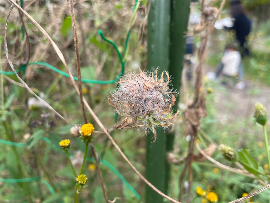 f:id:plant_macky:20201029215244j:image