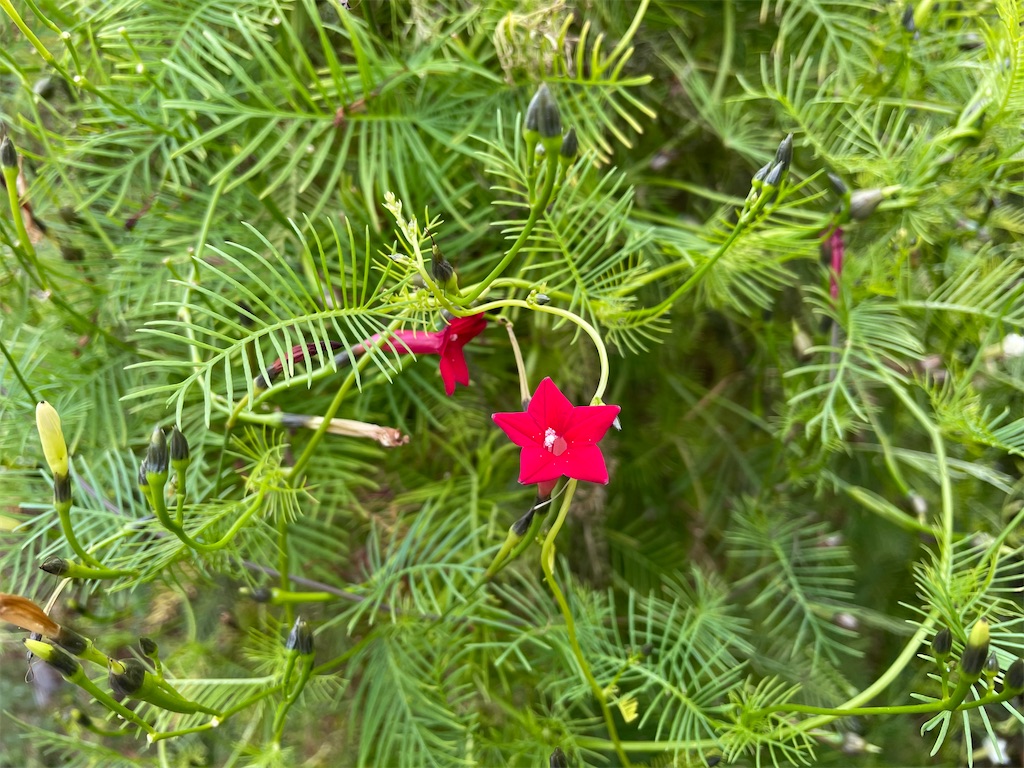 f:id:plant_macky:20201029215554j:image