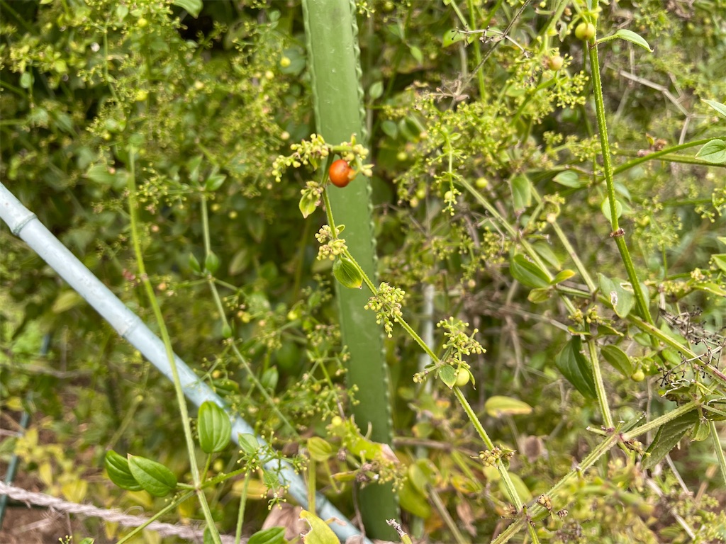 f:id:plant_macky:20201029220136j:image