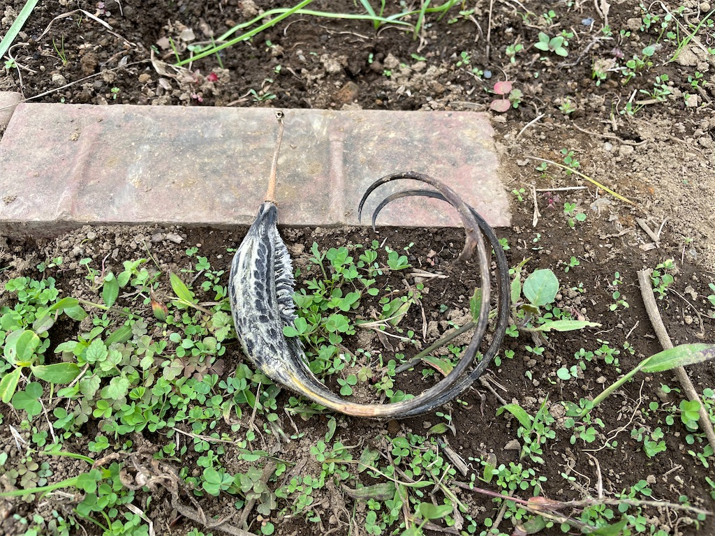 f:id:plant_macky:20201029220506j:image