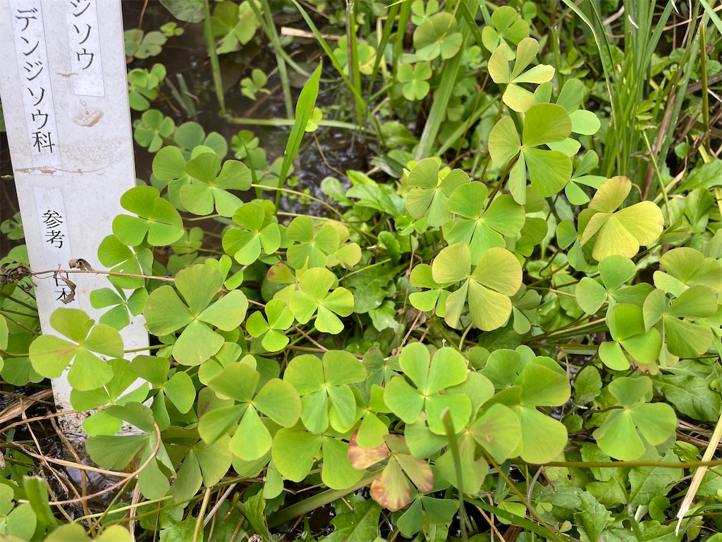 f:id:plant_macky:20201029220646j:image