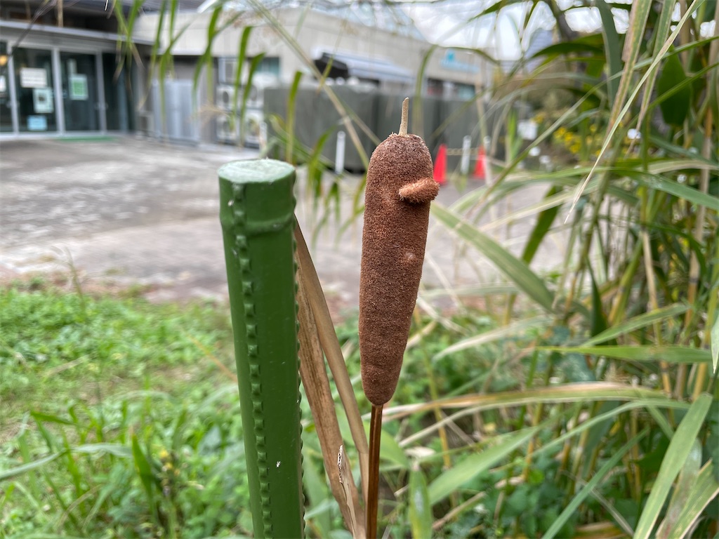 f:id:plant_macky:20201029221202j:image