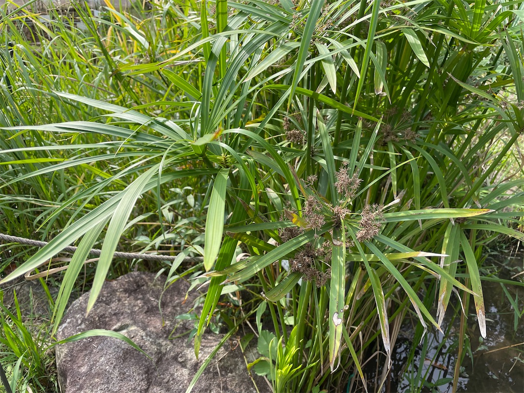 f:id:plant_macky:20201029221521j:image