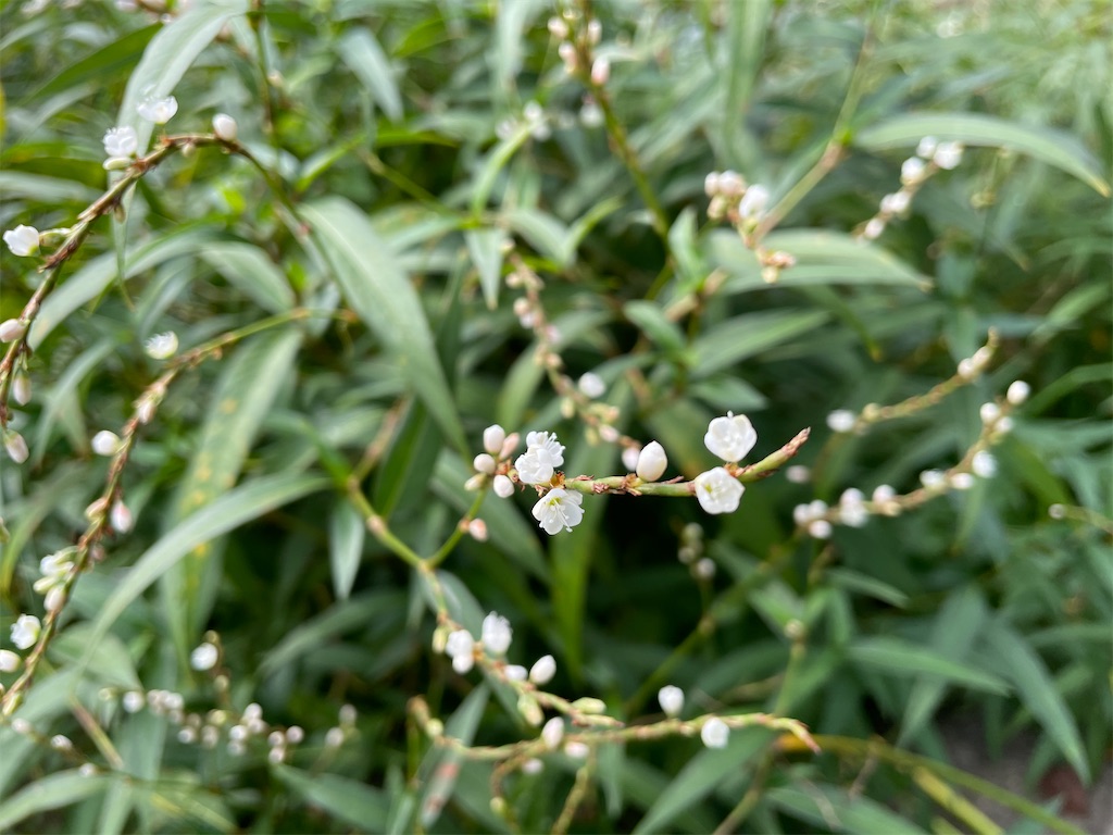 f:id:plant_macky:20201029221920j:image