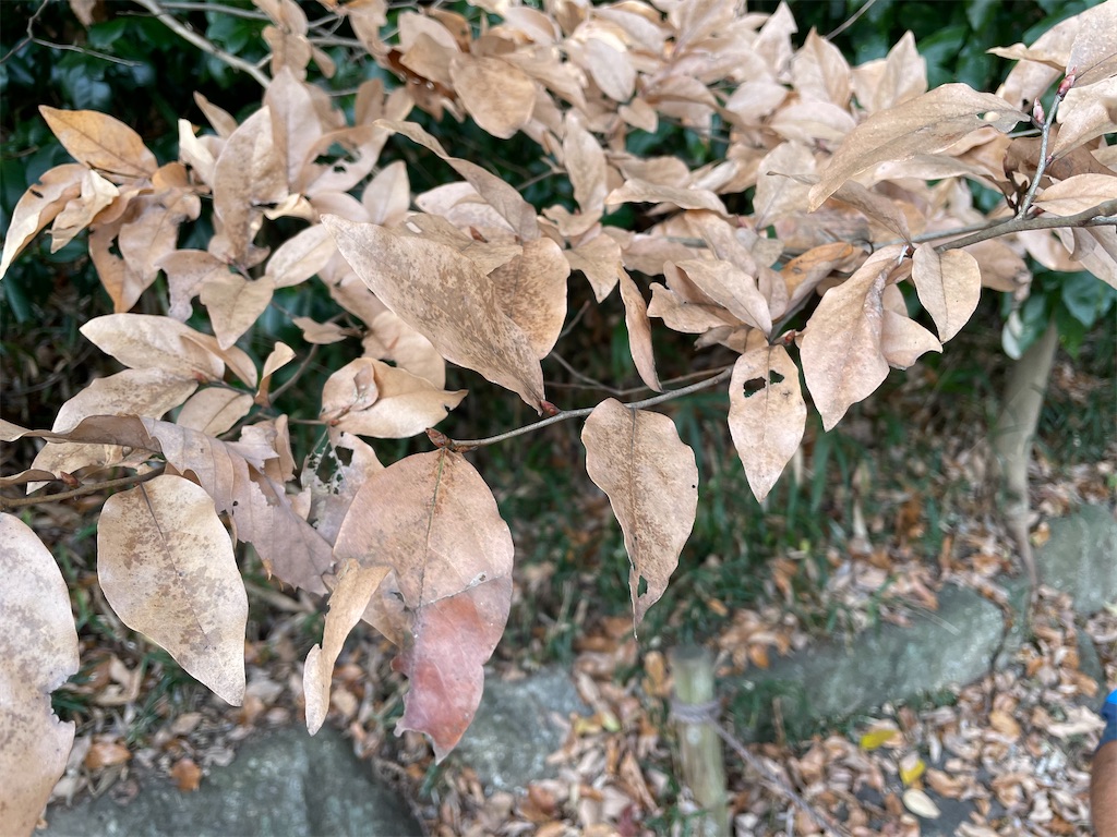 f:id:plant_macky:20201215064115j:image f:id:plant_macky:20201215064115j:image