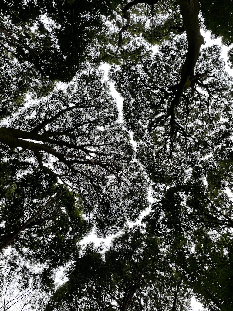 f:id:plant_macky:20201217204012j:image f:id:plant_macky:20201217204012j:image