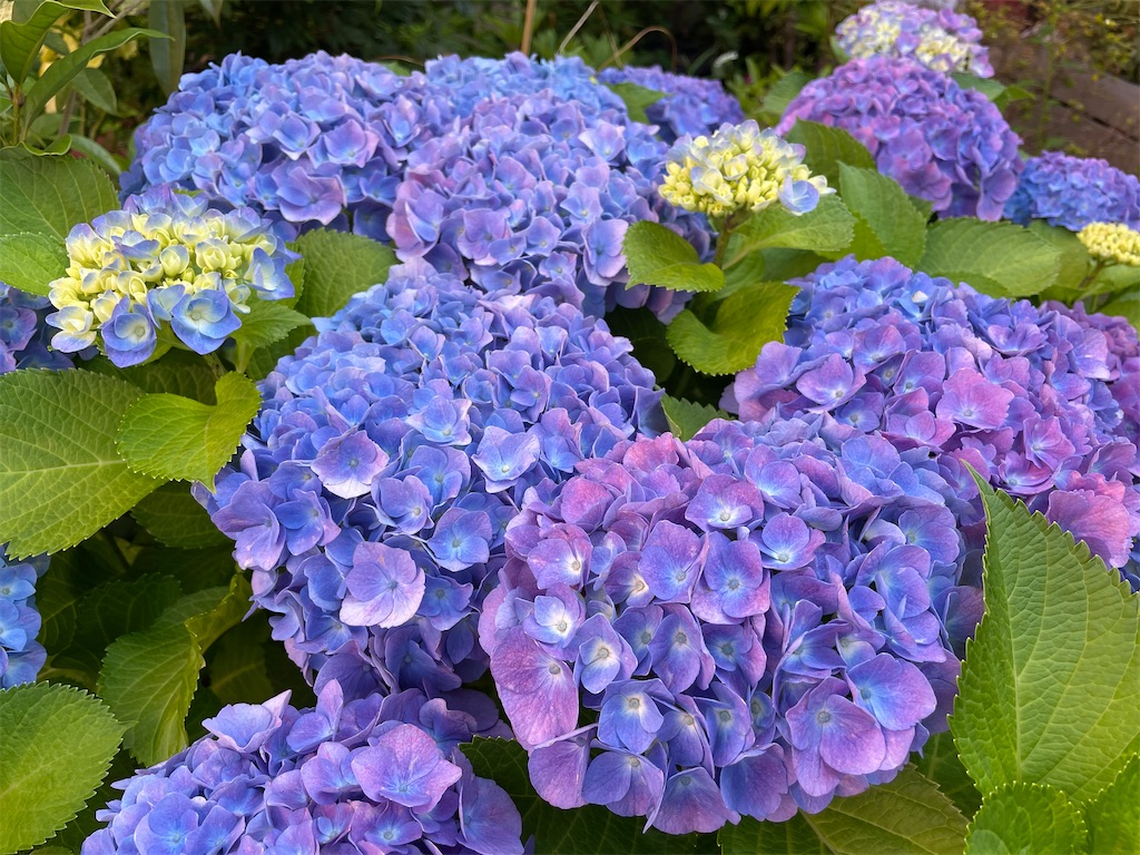 f:id:plant_macky:20220616215424j:image f:id:plant_macky:20220616215424j:image