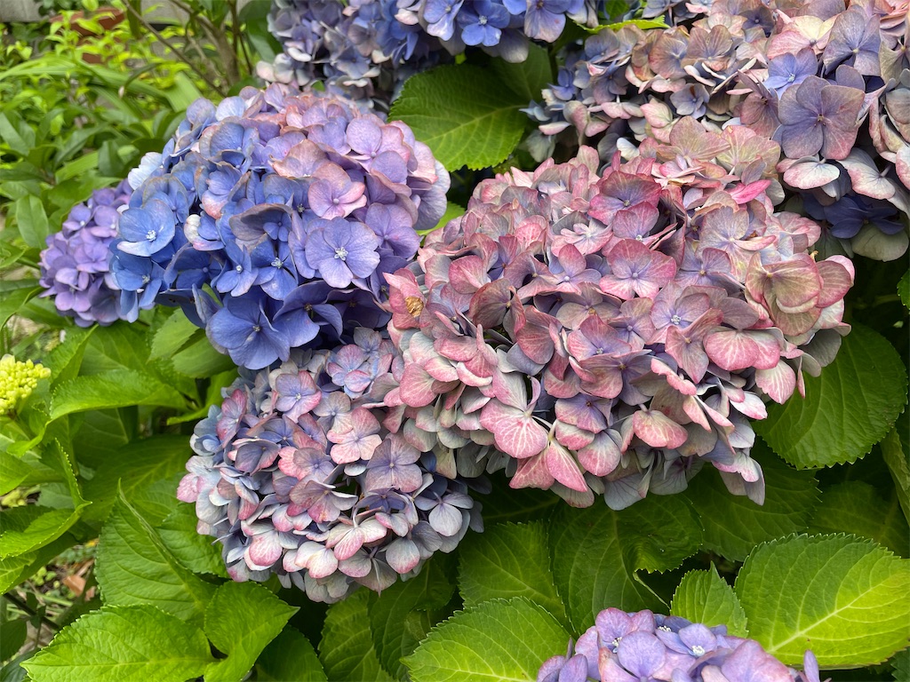 f:id:plant_macky:20220616220024j:image f:id:plant_macky:20220616220024j:image
