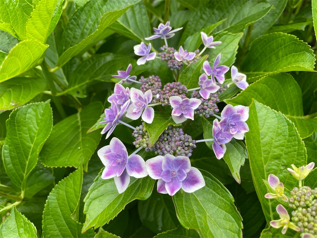 f:id:plant_macky:20220616222105j:image f:id:plant_macky:20220616222105j:image