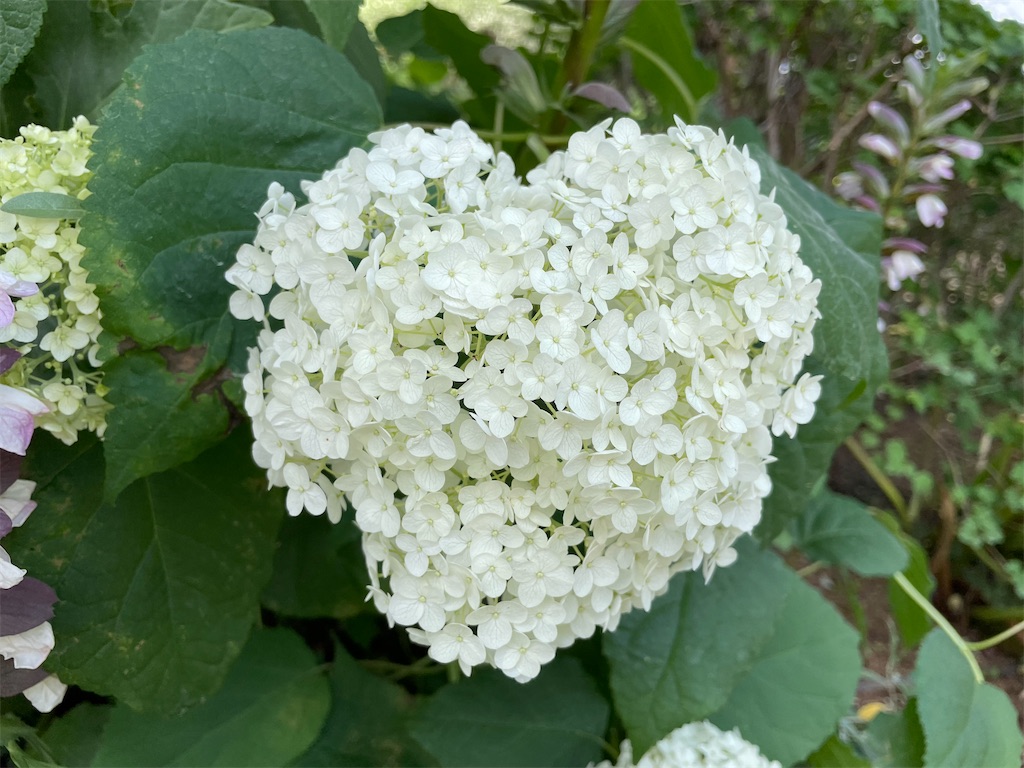 f:id:plant_macky:20220616223956j:image f:id:plant_macky:20220616223956j:image
