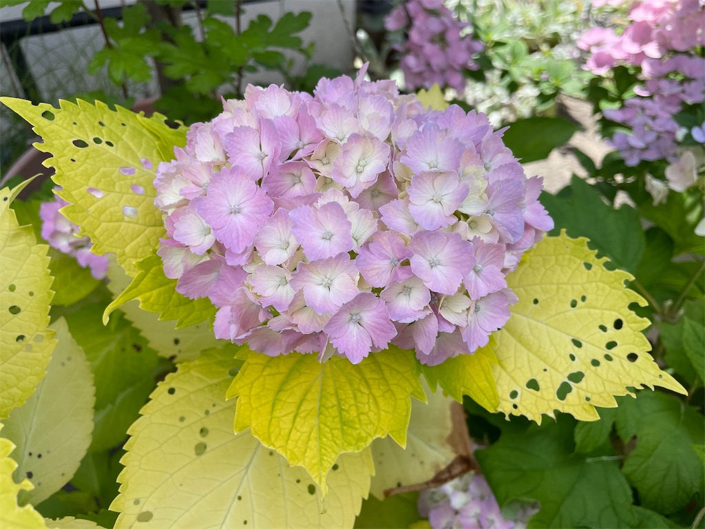 f:id:plant_macky:20240702223331j:image f:id:plant_macky:20240702223331j:image