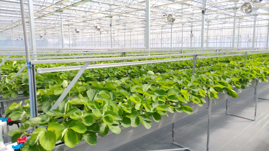 福島県大熊町のイチゴ植物工場、JAが適用外農薬を納品・全量廃棄に