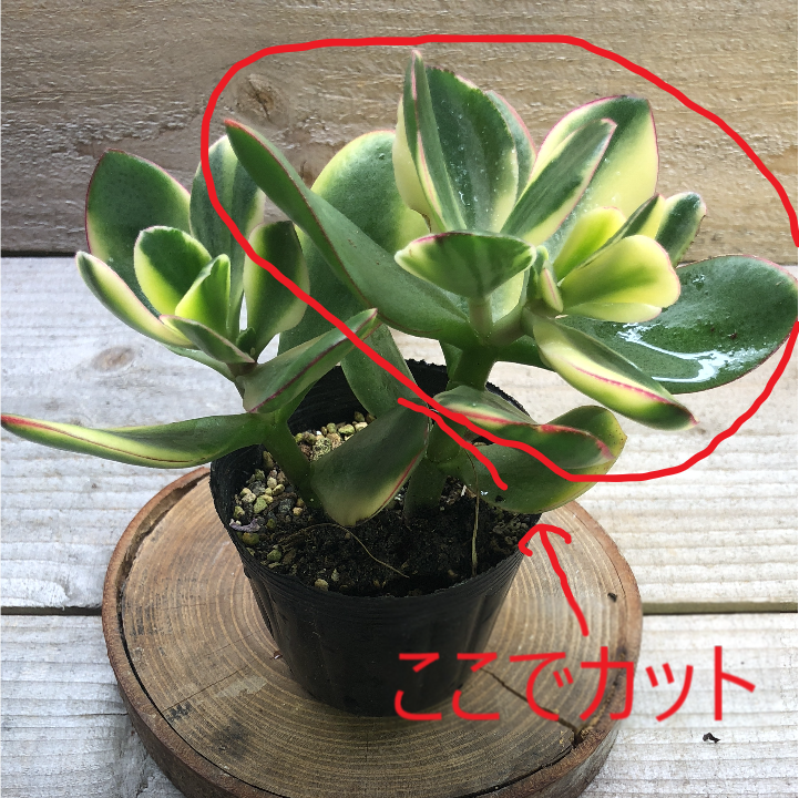 f:id:plantlife:20180710000630p:plain