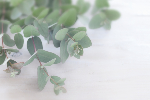 f:id:plantlife:20180715221706j:plain