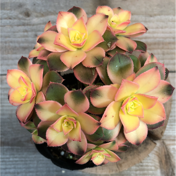 f:id:plantlife:20180718020453p:plain