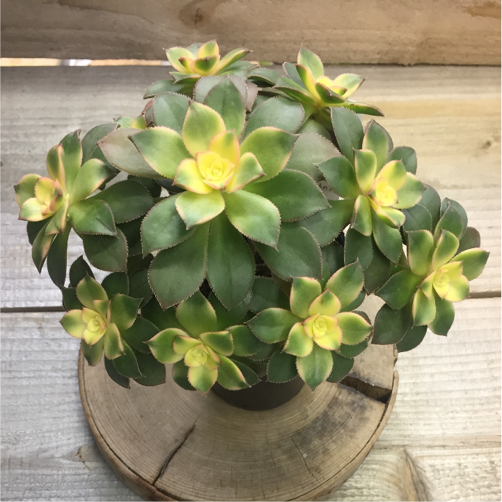 f:id:plantlife:20180718020550p:plain