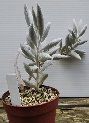 銀ちゃん多肉時々モンキー♡様 6/21(土)より販売 写真の他に ・黒鯨 ・緑幽霊 ・金剛 今月最後の入荷