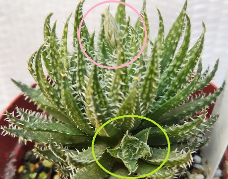 多肉植物いやされ生活