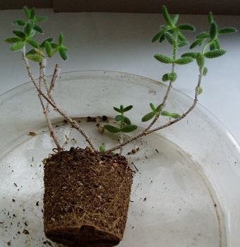 デロスペルマ属 雷童 らいどう の植え替え 多肉植物いやされ生活