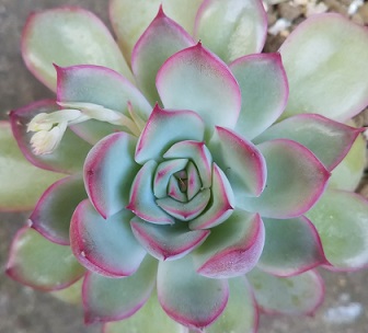f:id:plants100:20200401192341j:plain f:id:plants100:20200401192341j:plain
